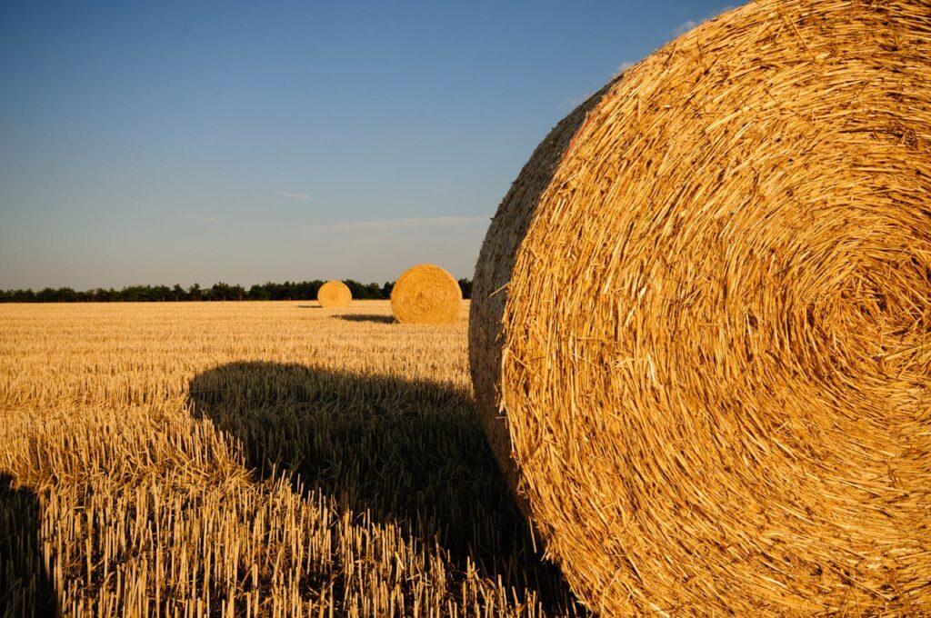 straw bales stubble summer straw.jpg